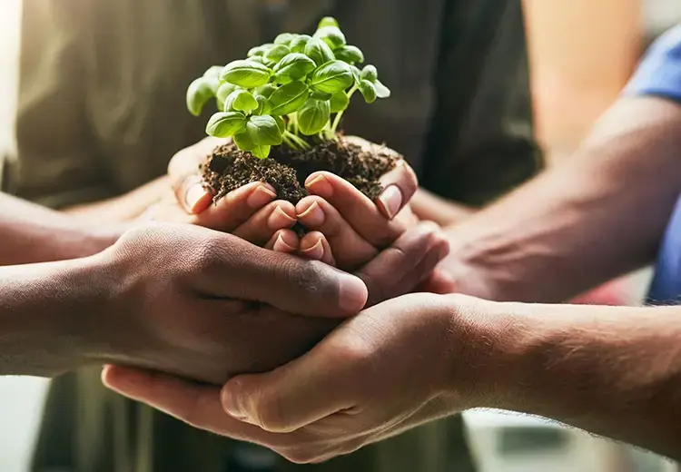 people holding plant together