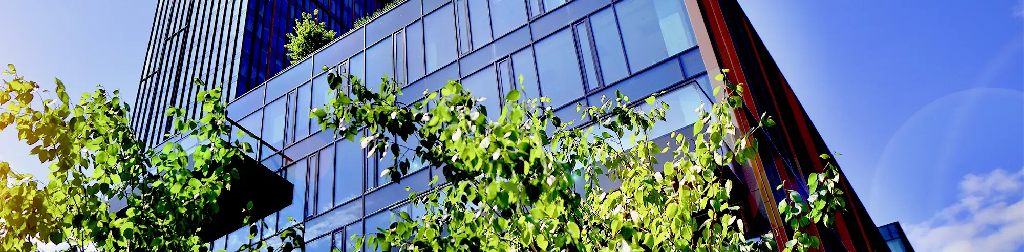 sun coming through the green leaves of trees in front of a glass office building