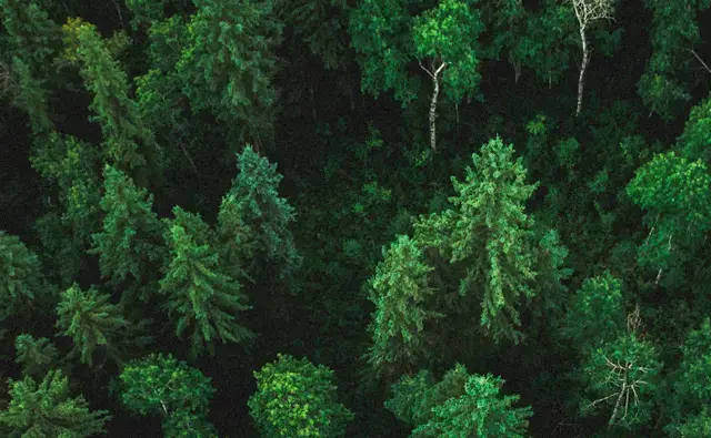 view of dark green forest from above