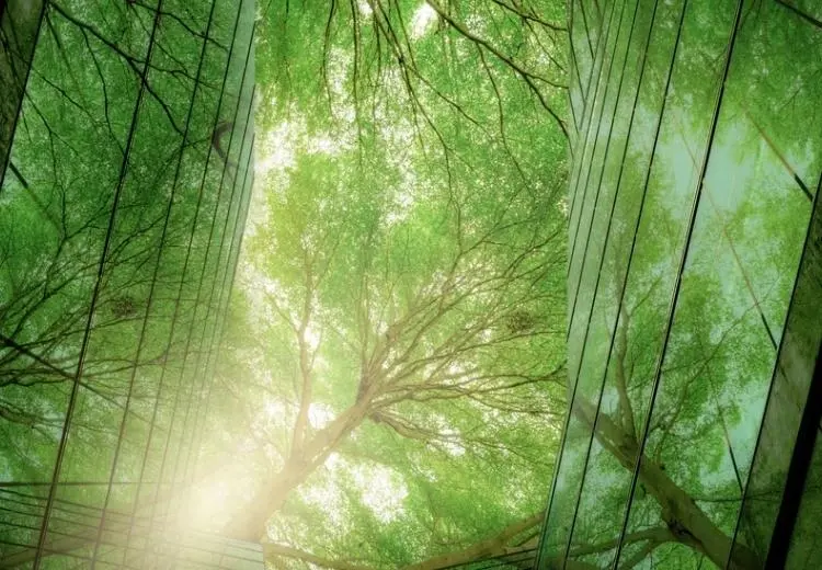 Green trees between building looked from below