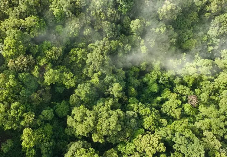 view from high down into rainforest tree canopy